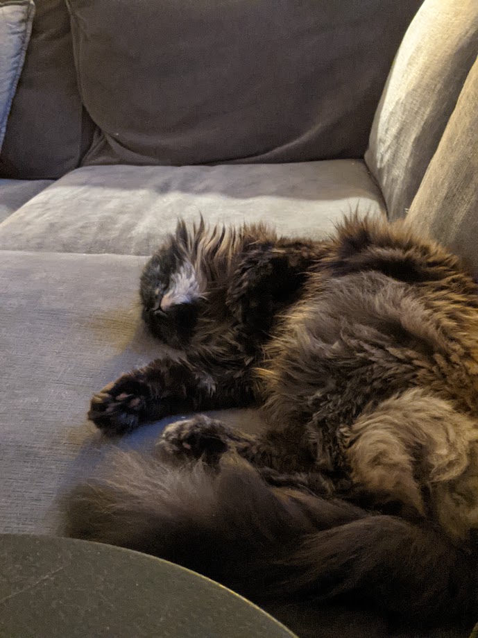 picture of cat laying on a couch